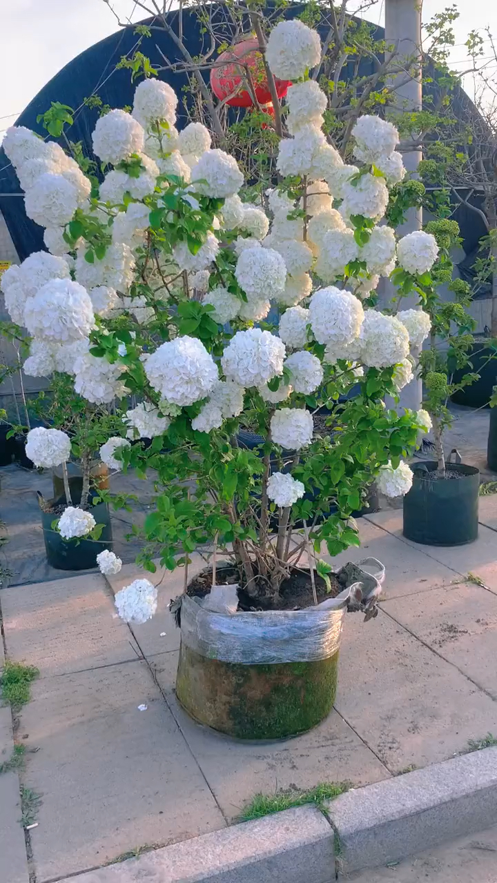 中华木绣球斗球春暖花开奔你而来