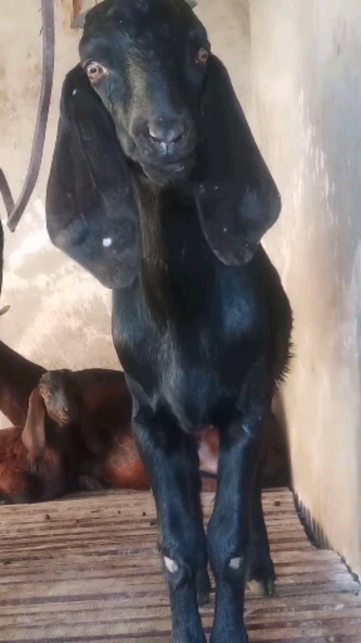 搞笑萌宠#纯种努比亚黑山羊