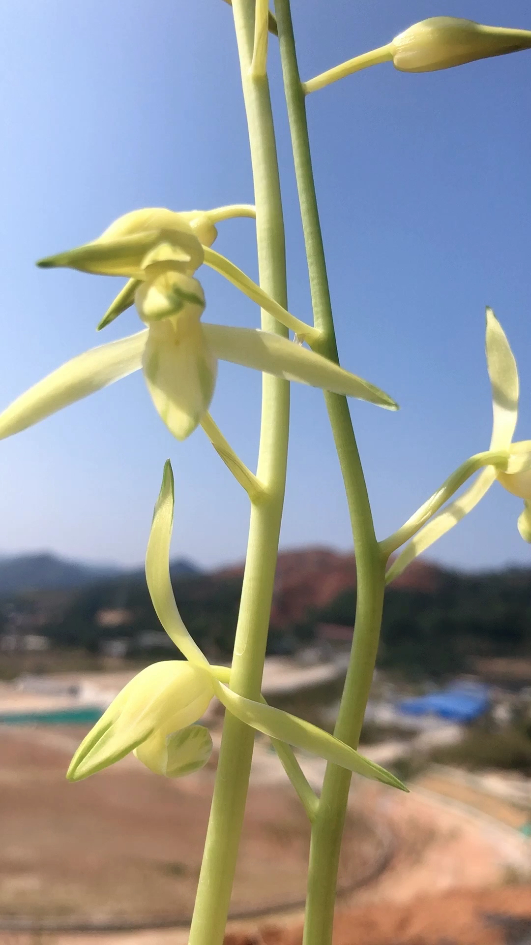 打卡我的春节定位#墨兰白玉素锦浓香室内绿植花卉-度小视