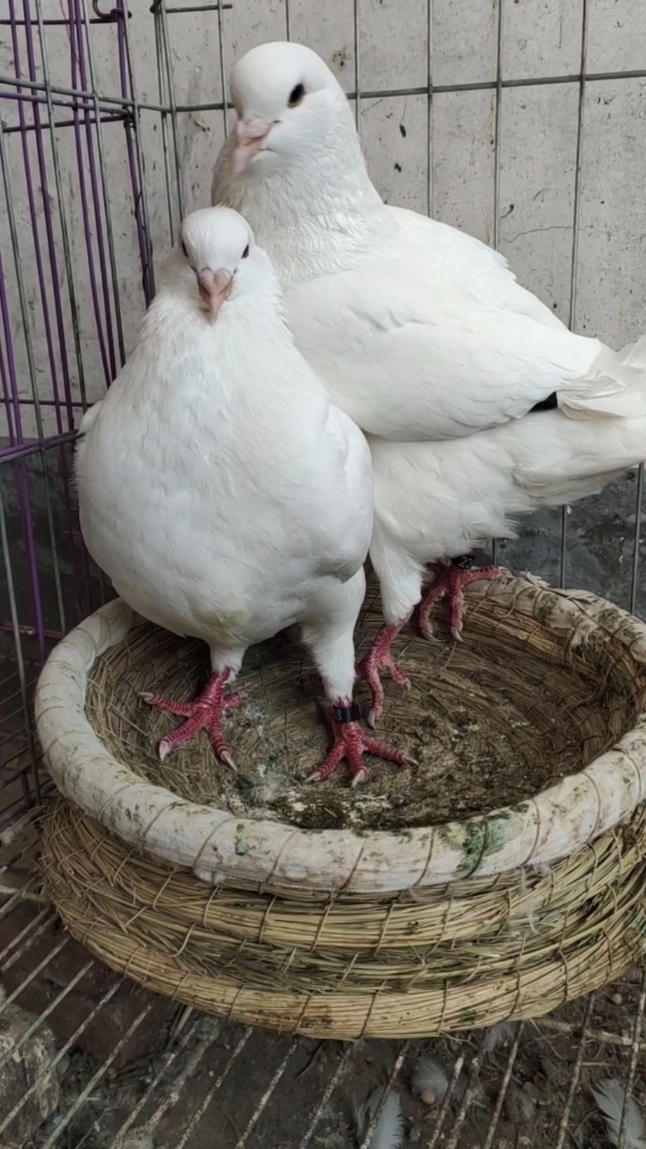 鸽子#元宝鸽#大体元宝鸽一公一母就可以繁殖下蛋