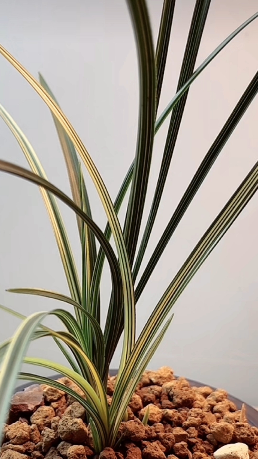 兰花#惠兰丝稿艺