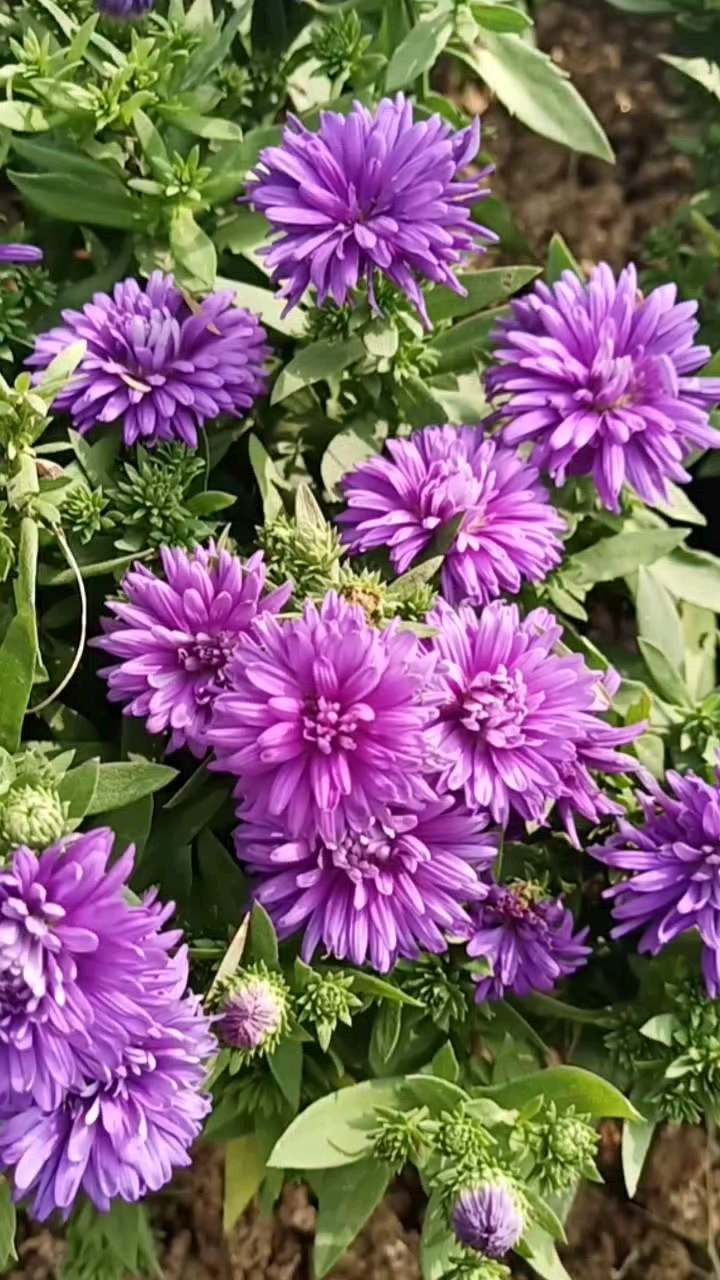 对马岛 紫菊花图片