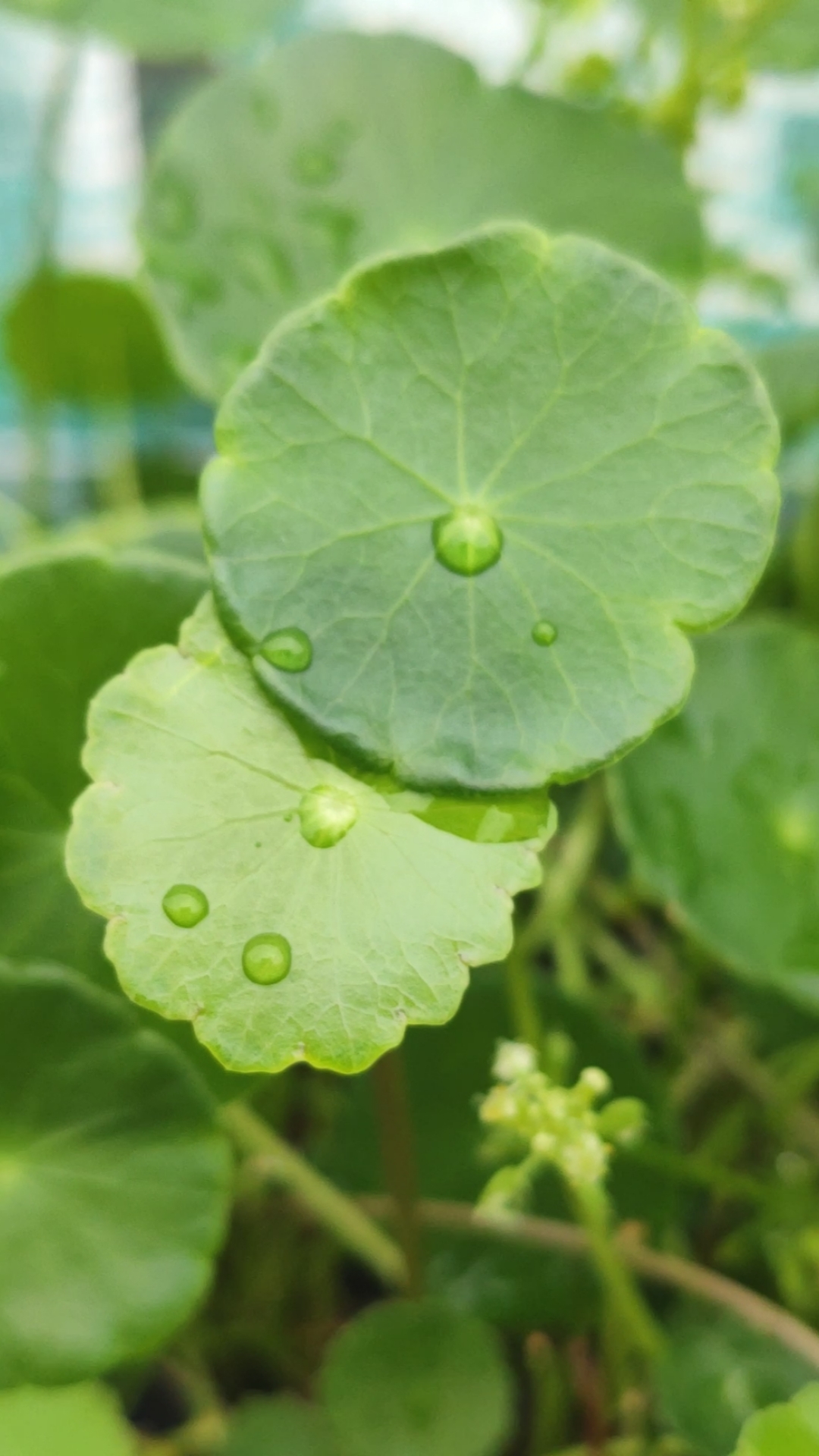 不一樣的人生#雨後的小銅錢草