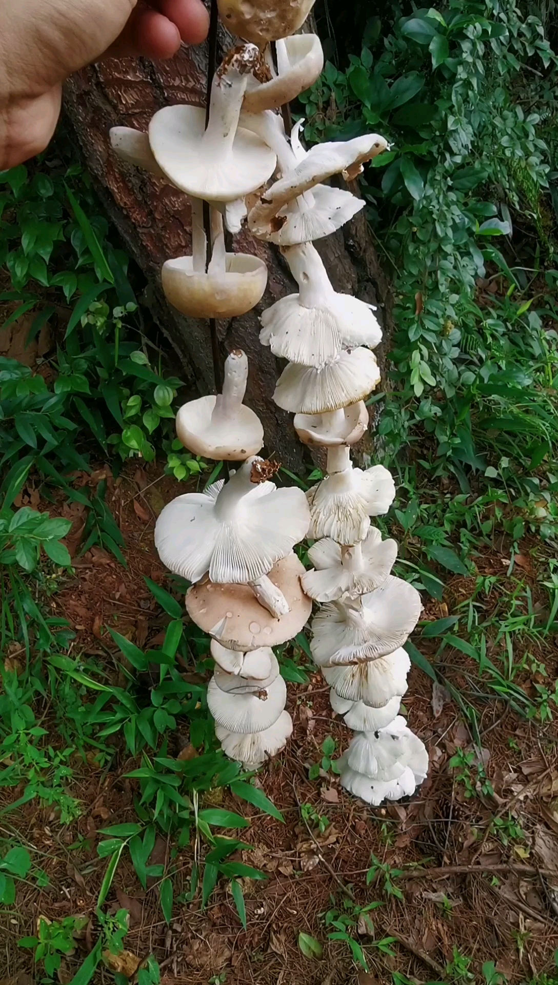 乡村生活#捡蘑菇