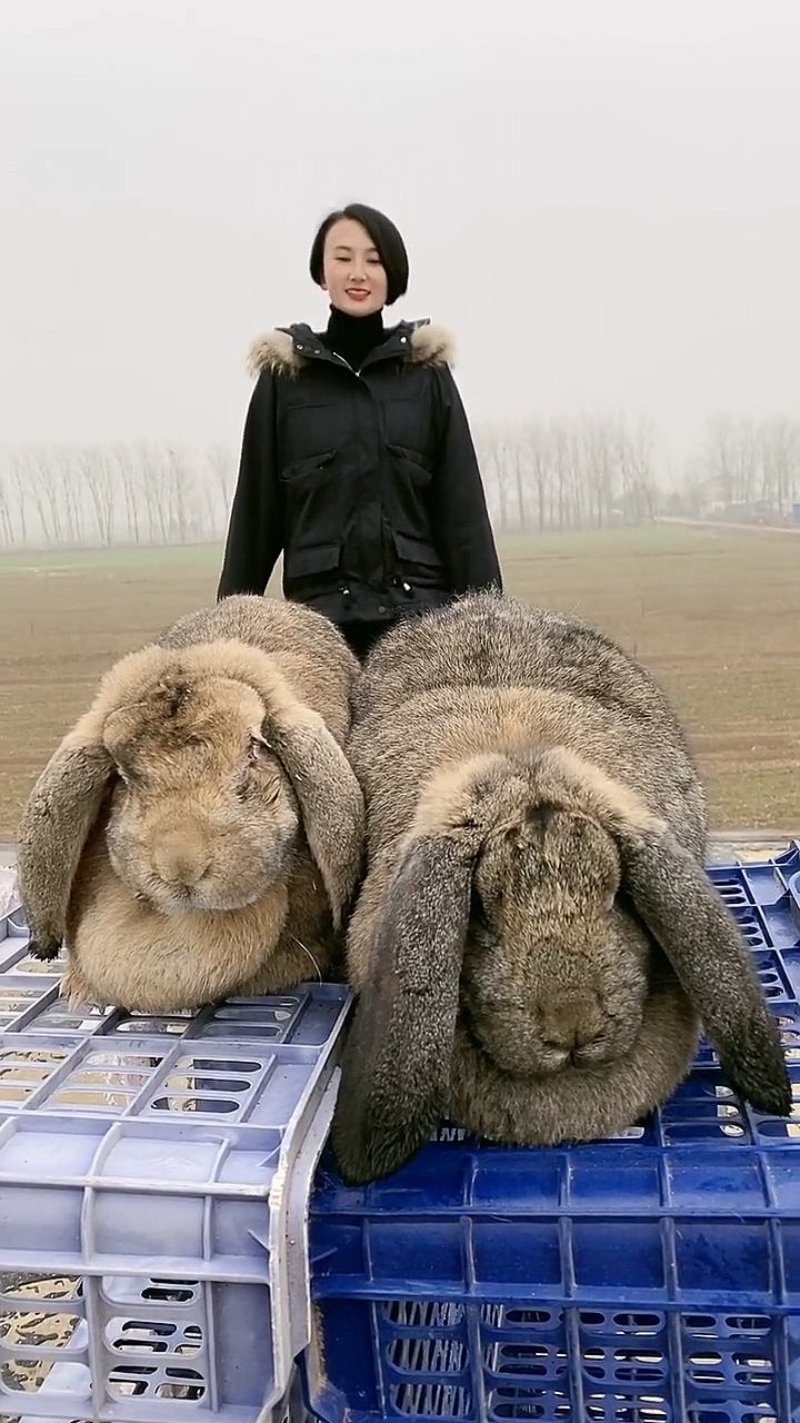 公羊兔俗称"世界巨兔",它生长速度快,抗病能力强,一年长30斤,一年产8