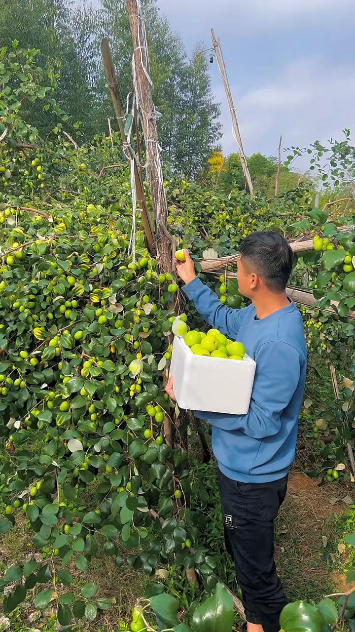 新农人计划2021青枣产地直发应季水果