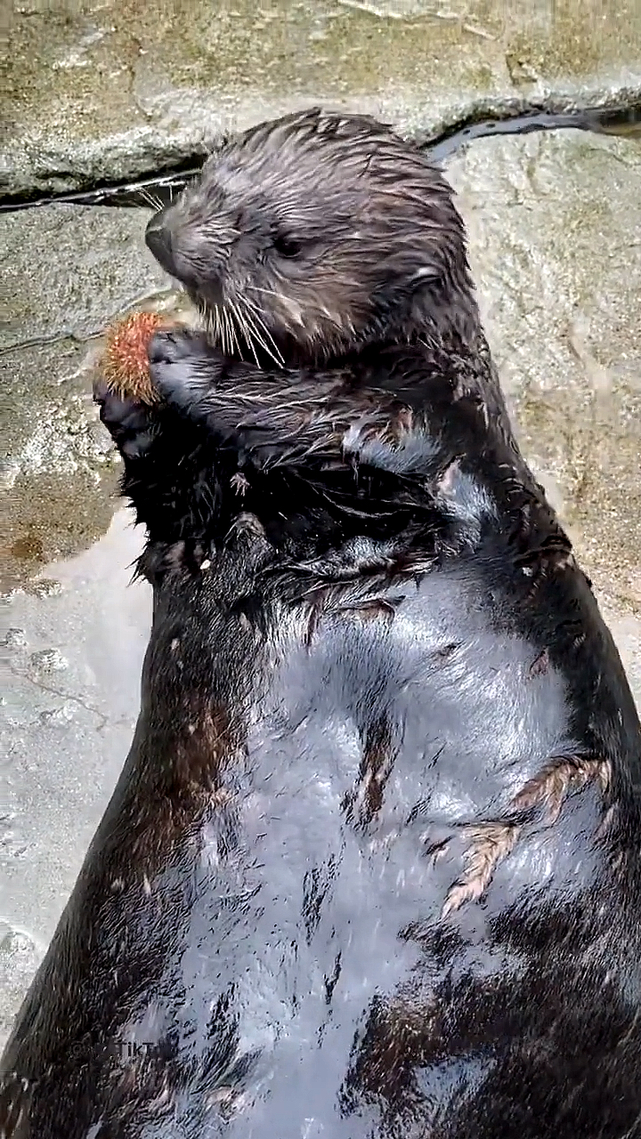海豹吃东西的样子,这也太可爱了