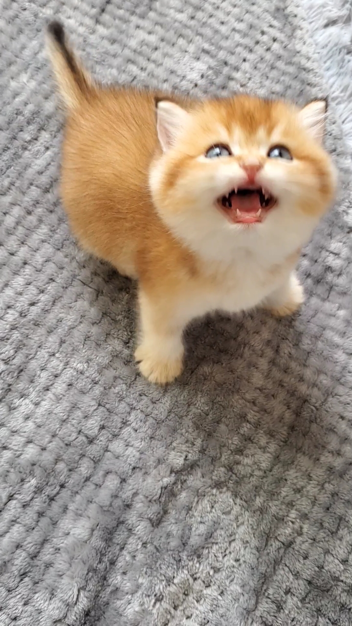 小老虎金渐层超凶的