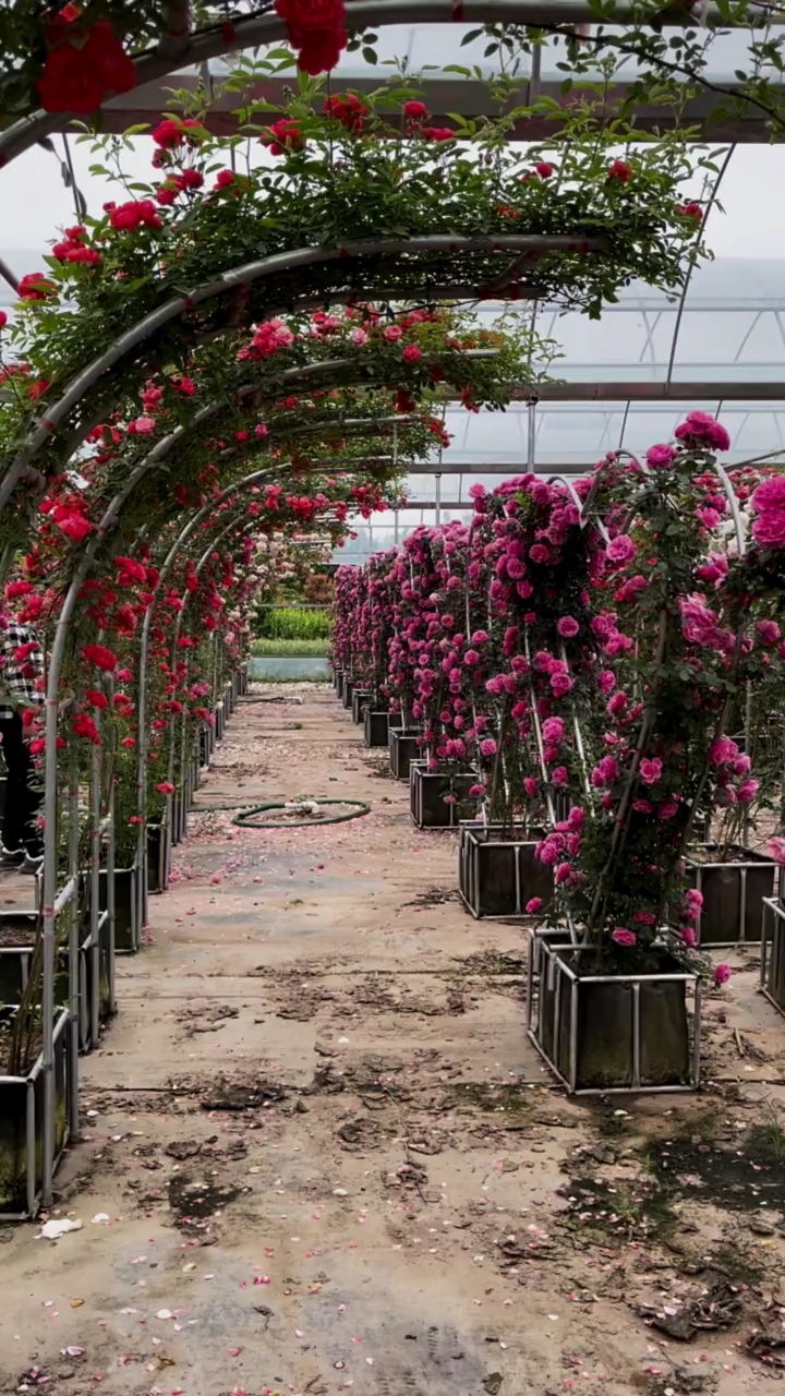 藤本月季做出的成品拱门,爱心造型,多季循环开花
