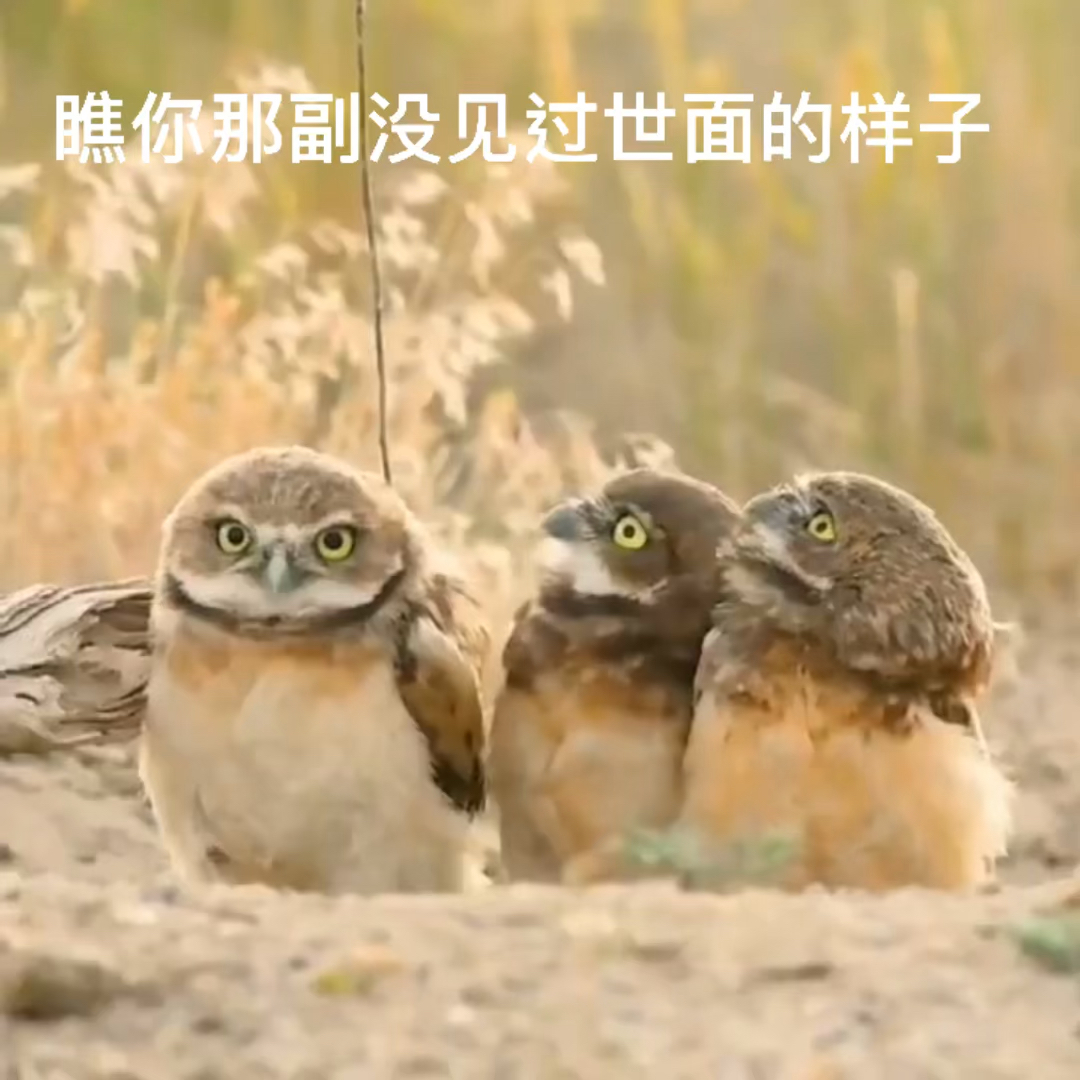 搞笑萌宠#瞧你那副没见过世面的样子
