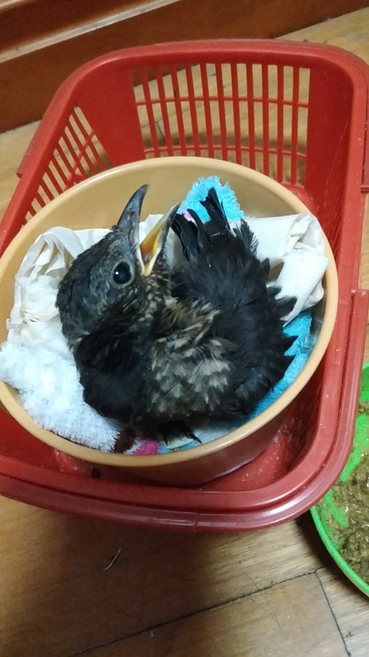 #烏鶇#黑鳥小嬰兒,手養烏鶇雛鳥