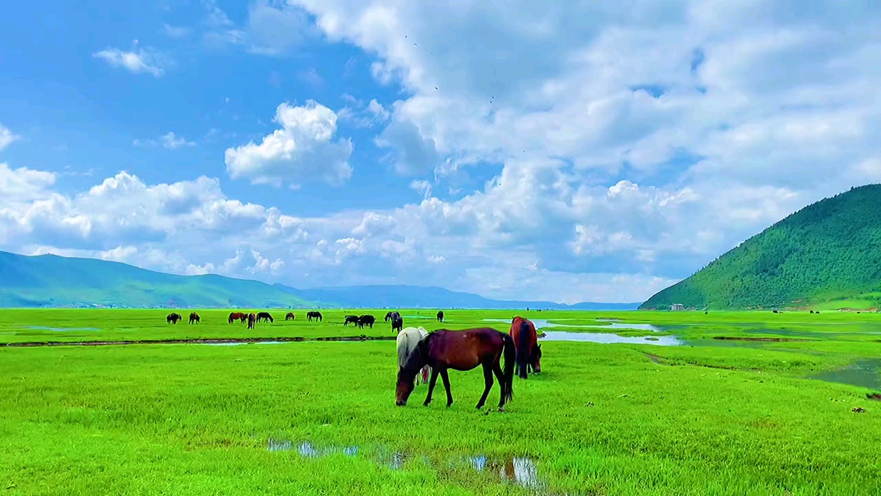 美丽的香格里拉大草原