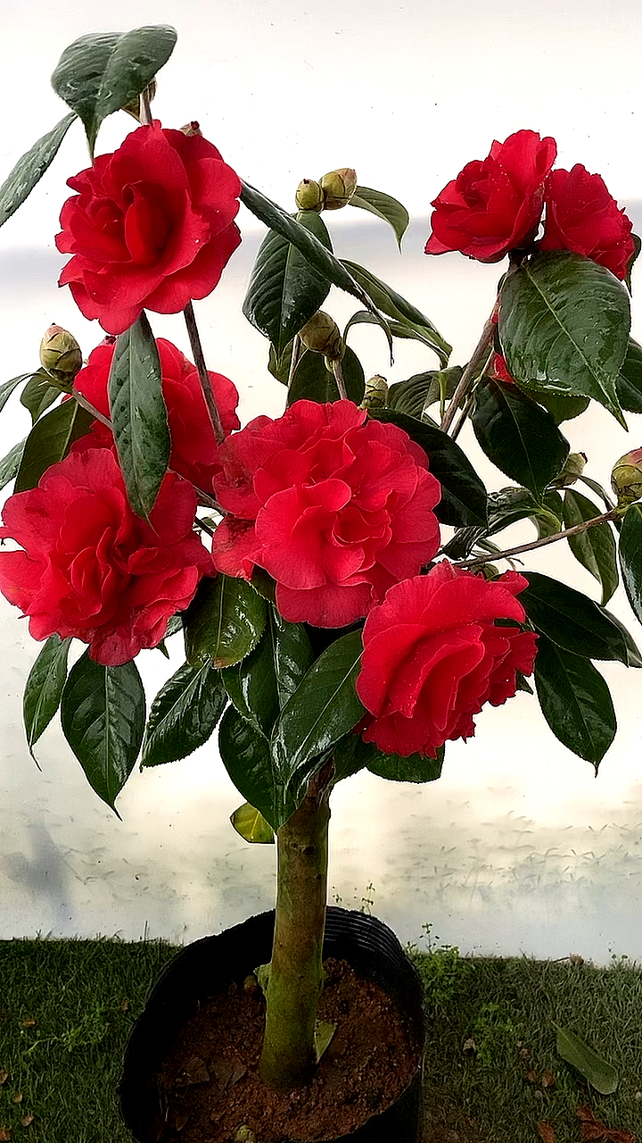 巨型花花大色艳丹巴通茶花