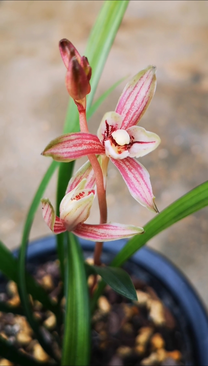 建兰四季兰千霞冠