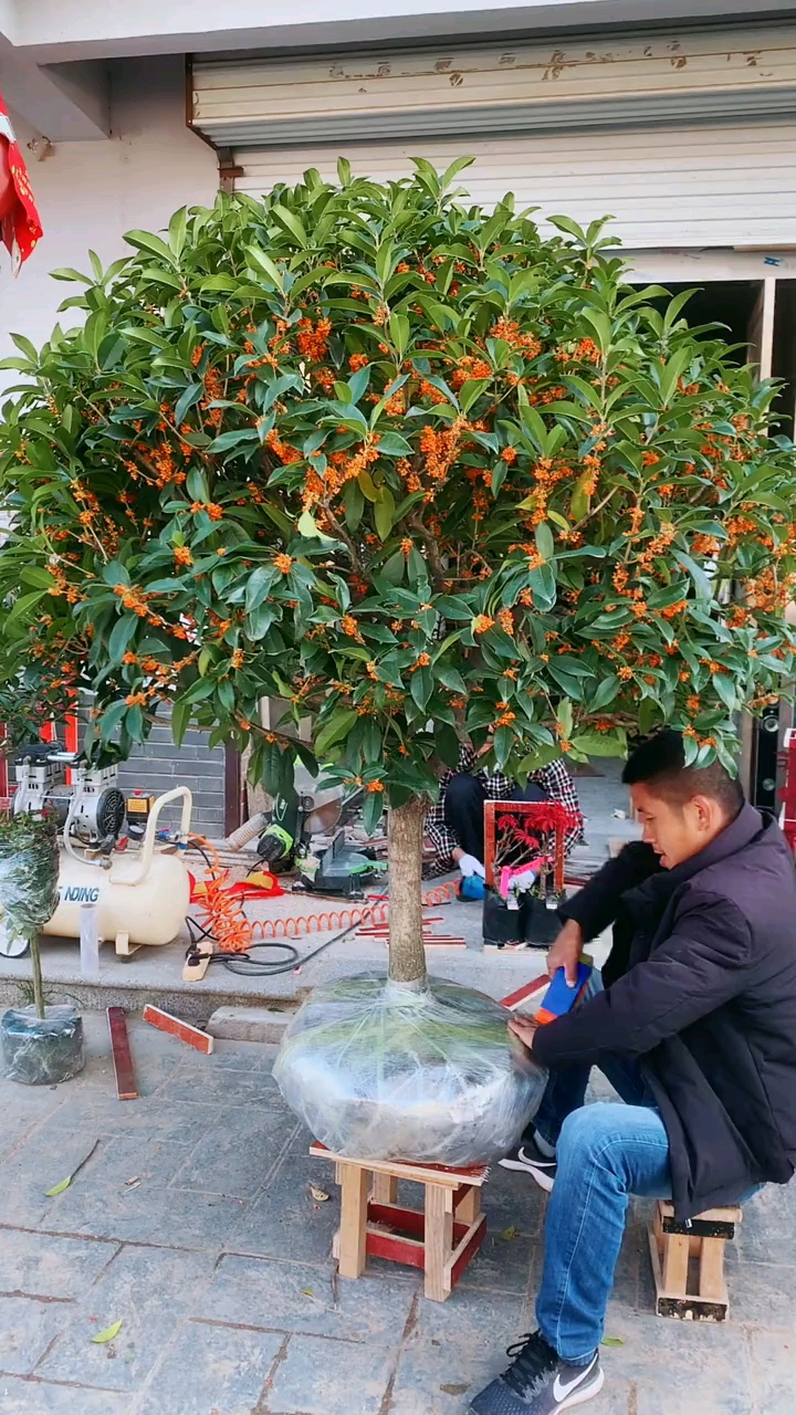 精品桂花树红花丹桂四季常青花香浓郁家有院子的老铁栽上一棵满院飘香