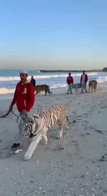 度小视#迪拜王子的宠物都是神宠,老虎当狗一样溜圈,有钱人的世界蚊乔
