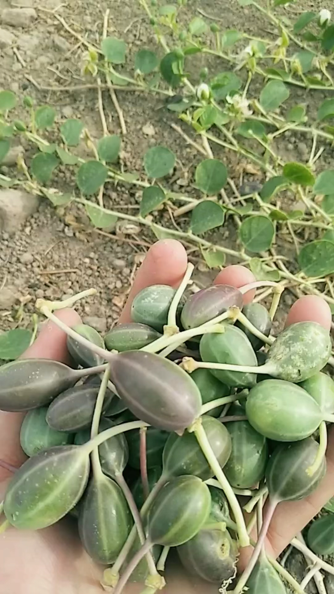 优质农产品##野西瓜#新疆特产-度小视