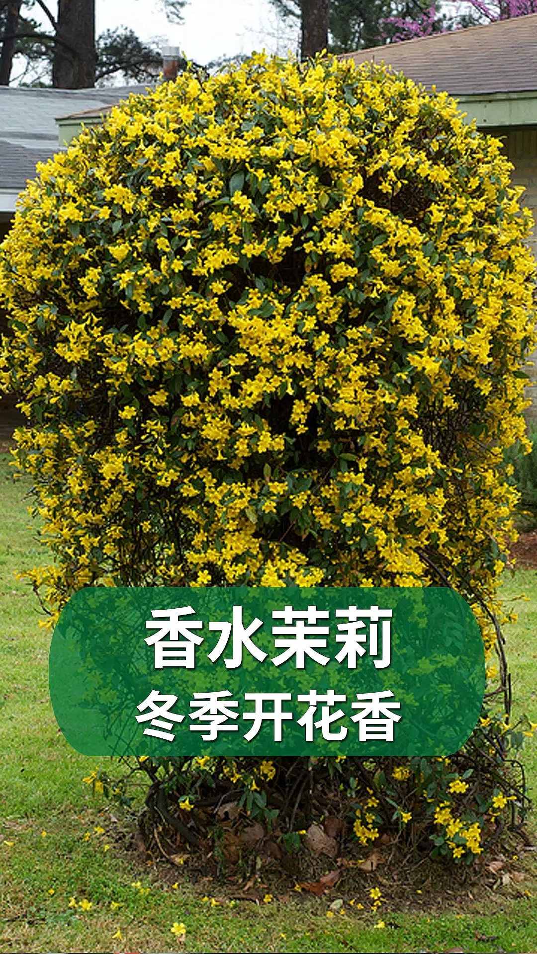好物推荐可以在冬天开花的茉莉花法国香水茉莉