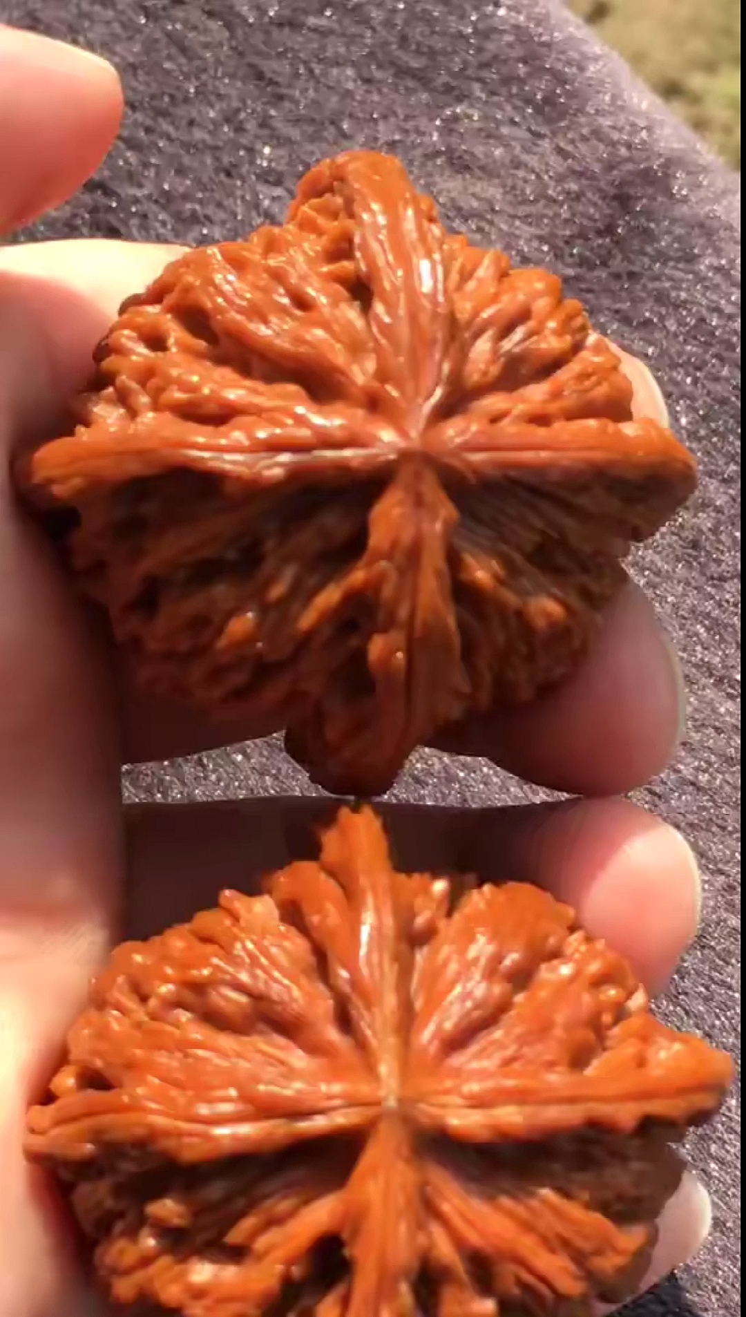 文玩核桃#楼子的正四棱