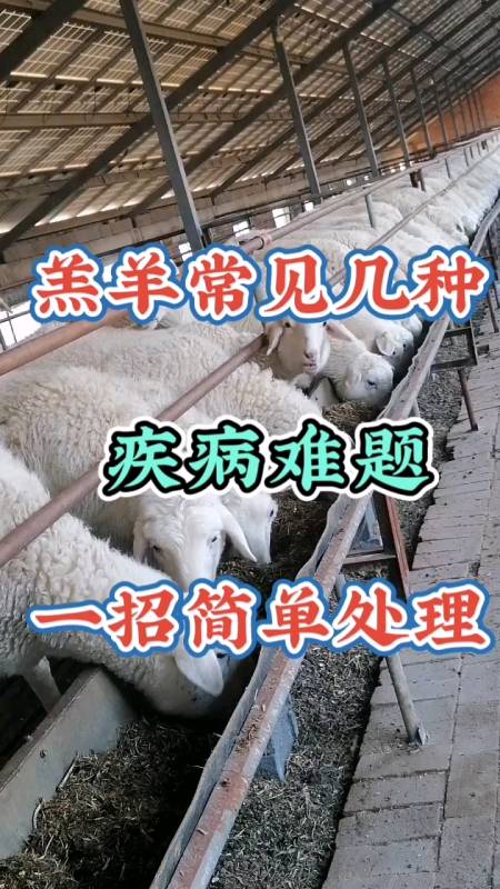 羔羊常见几种疾病难题一招简单处理