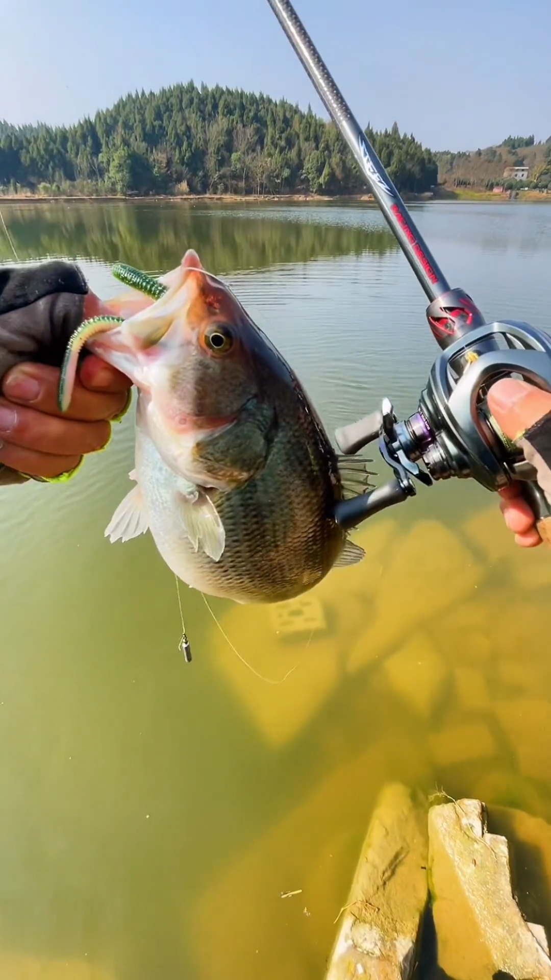 路亚日记黑坑挑战一下冬季鲈鱼
