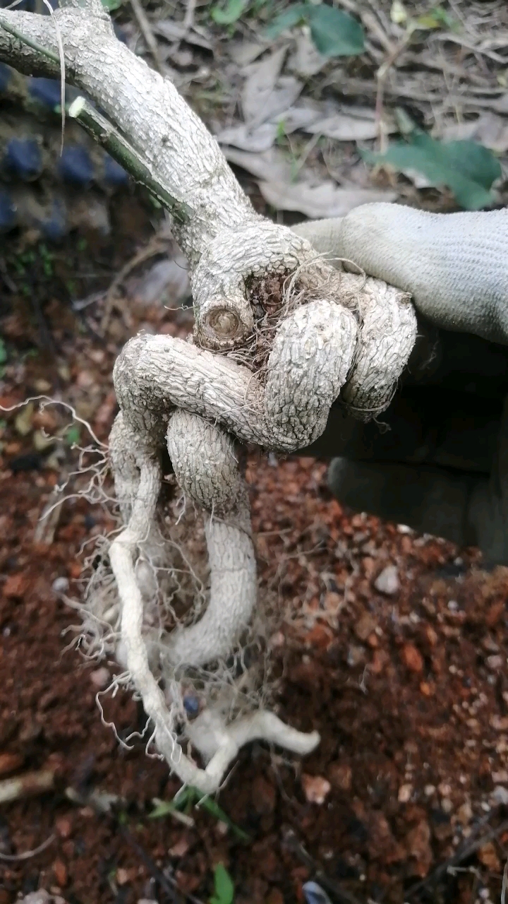 盆景#提根桃叶卫矛