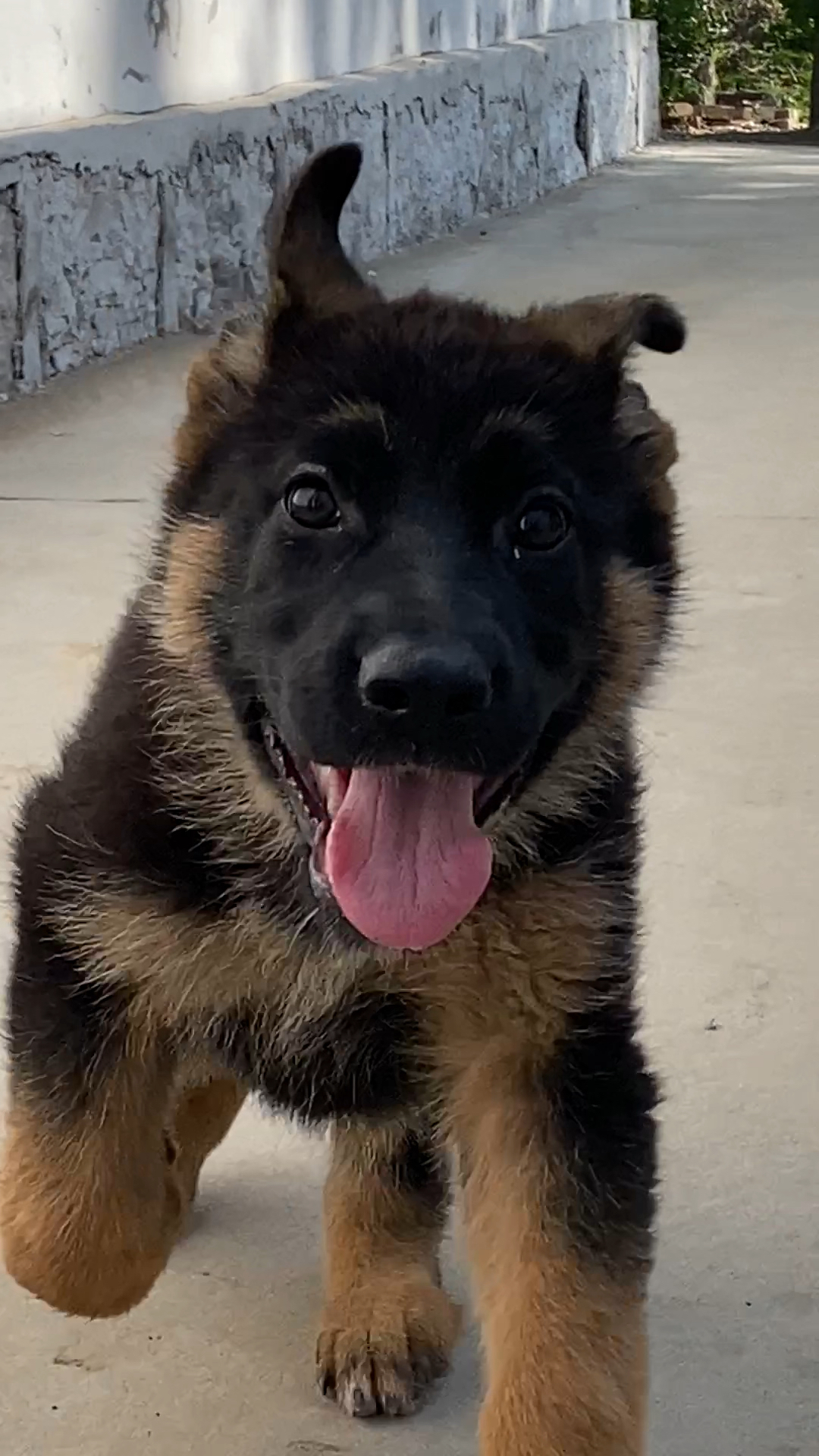 德牧小时候跑起来的样子真萌啊