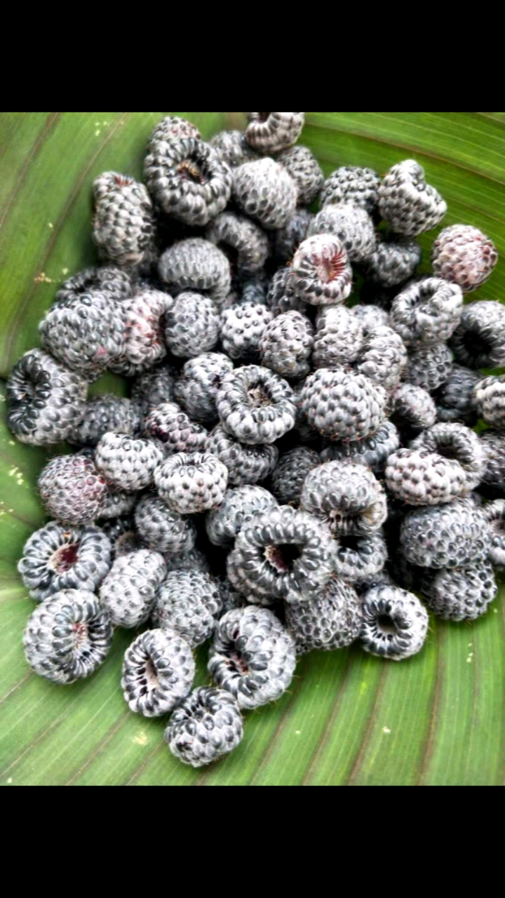 大山里的野生水果,一般人不会吃得到的哦