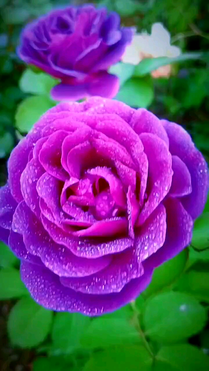 蓝色月季花#紫月季