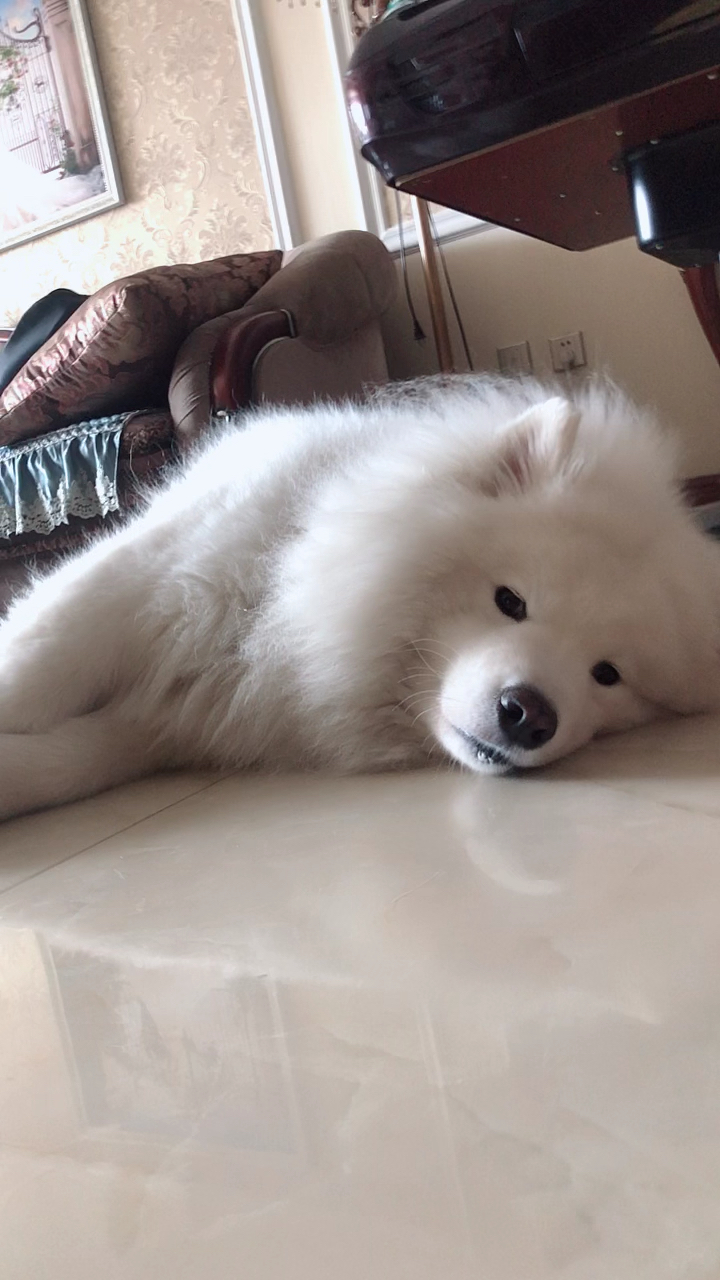 宠物最可爱的样子#铁憨憨