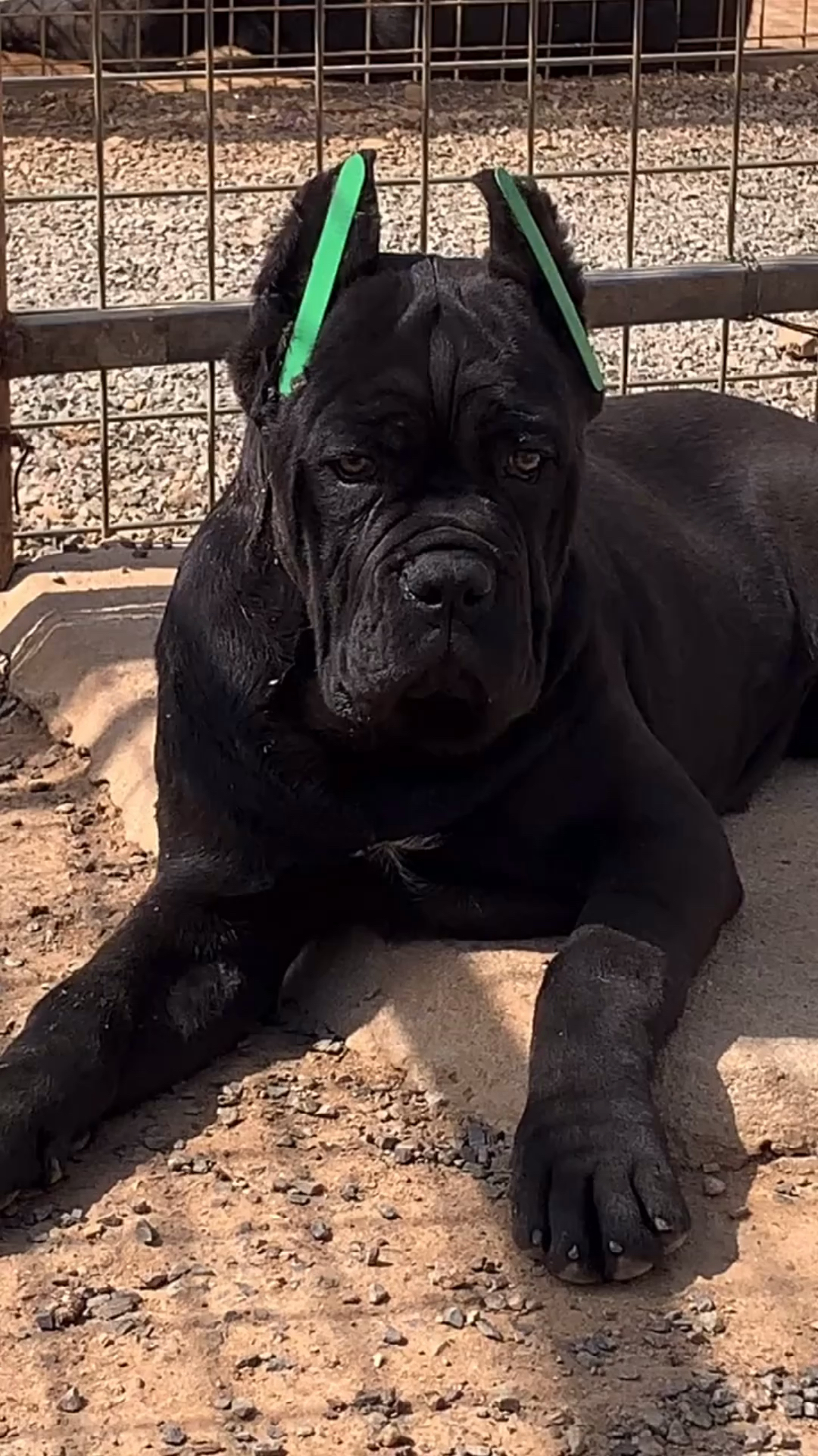 卡斯罗#纯黑色带胸花