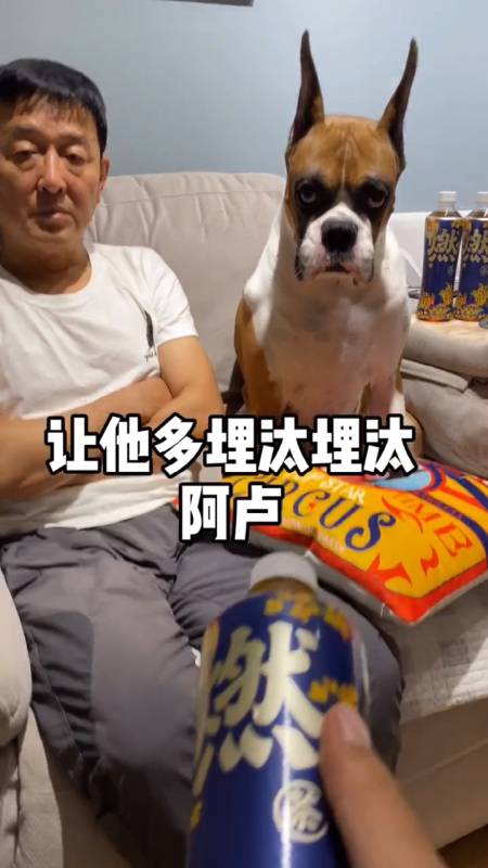 13万次播放.2022-01-06737拳师犬阿卢_1.