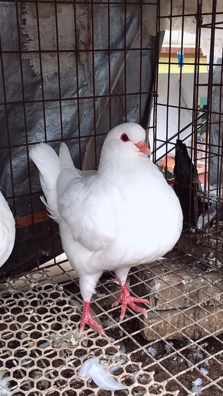 元宝鸽#白色元宝一对