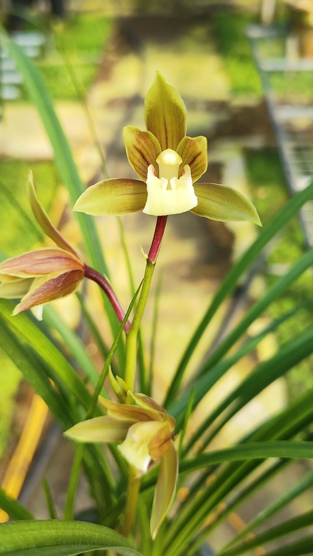秋芝一苗成景的秋芝彩素开花了草壮观大气花也非常香