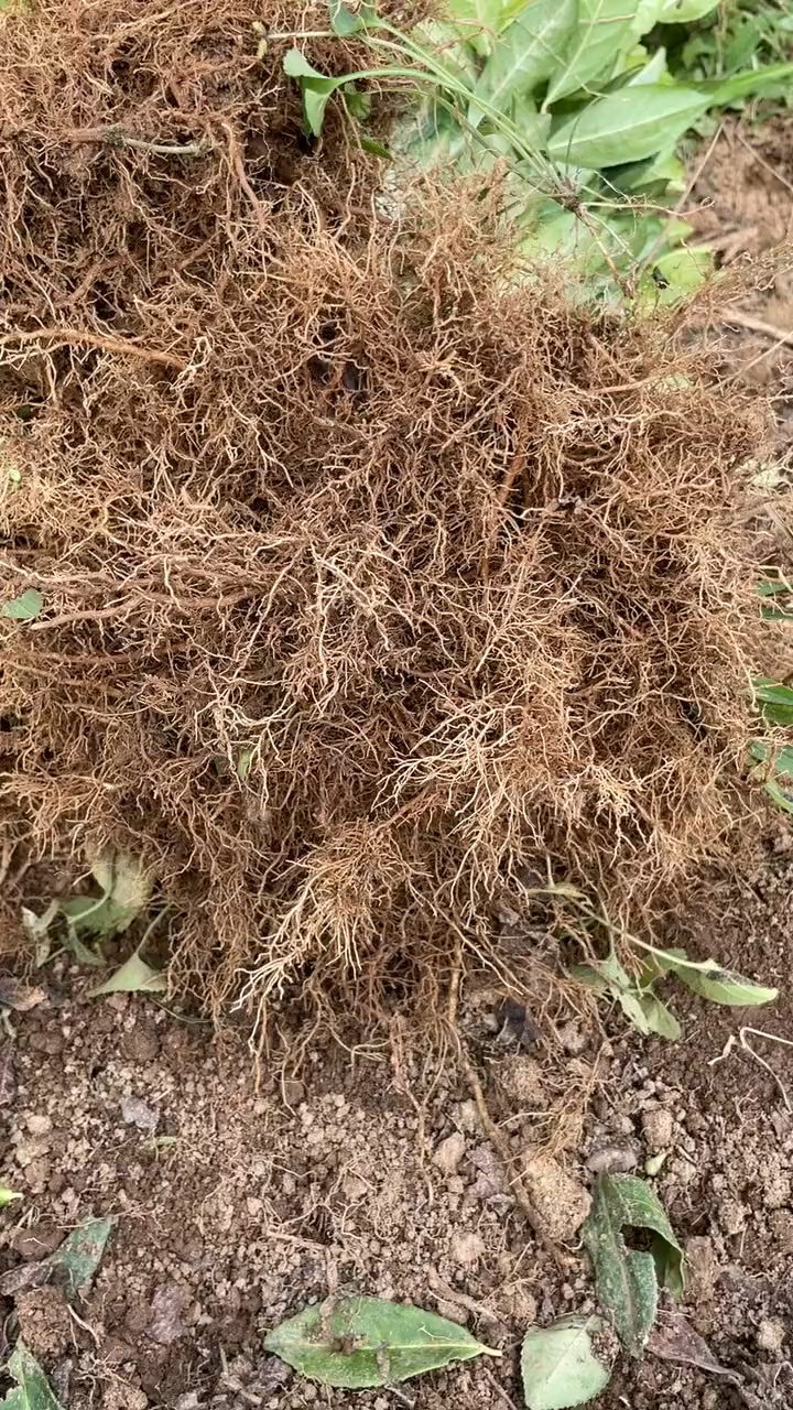 聚农茶苗极白茶苗特早白茶苗奶白茶苗