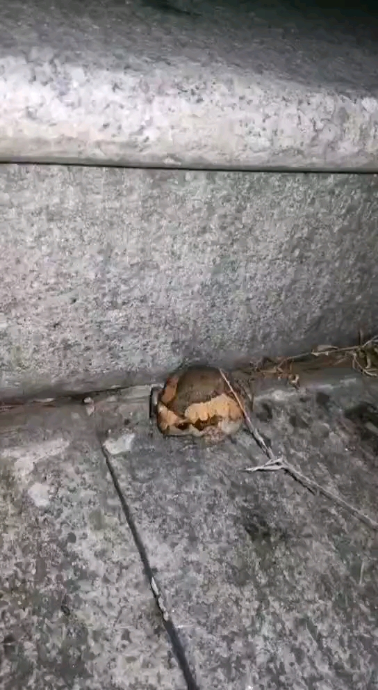 该减肥了#找个地缝钻进去.