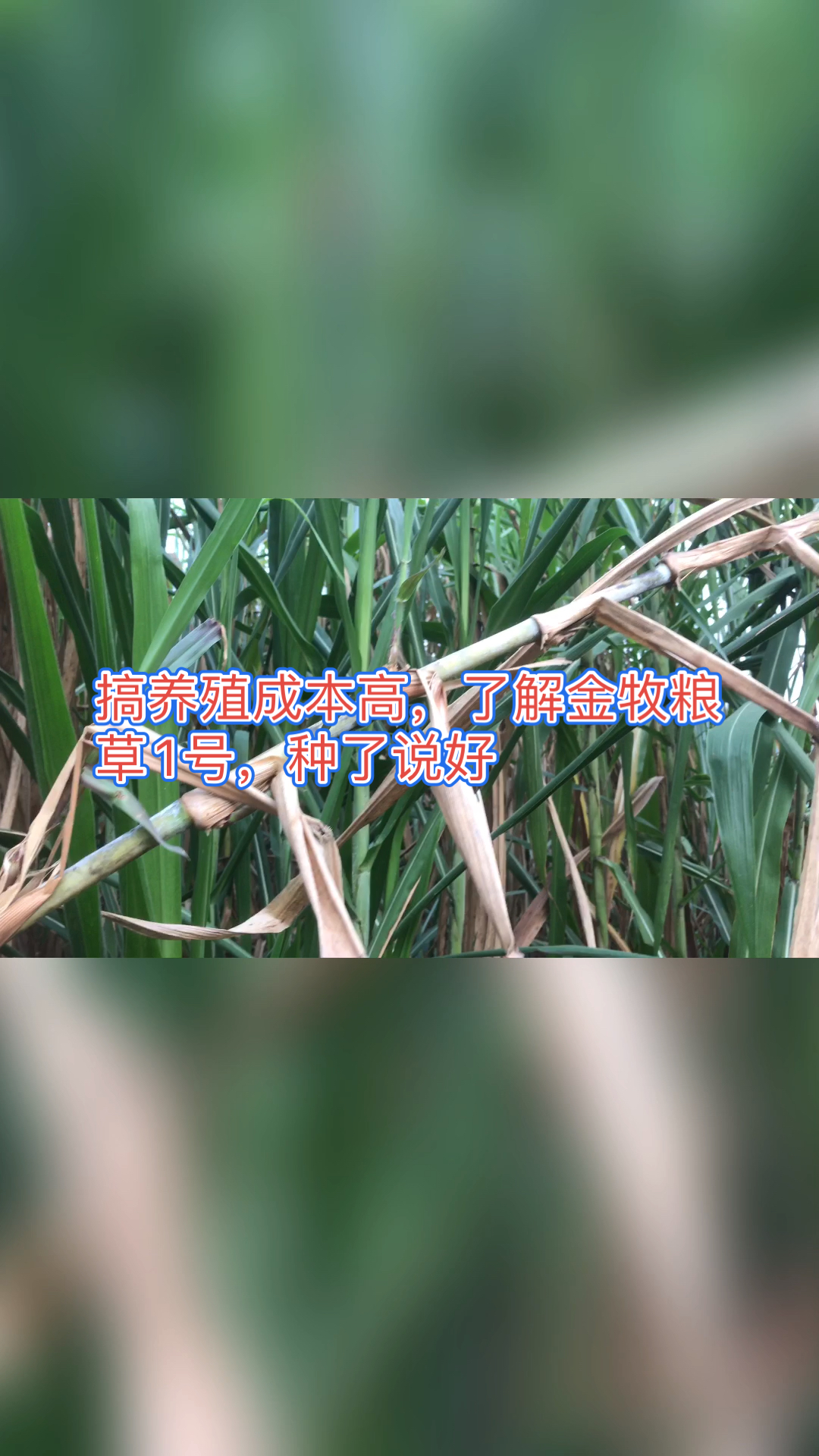 高产牧草种子#养殖成本,了解金牧粮草1号,养殖户很喜欢