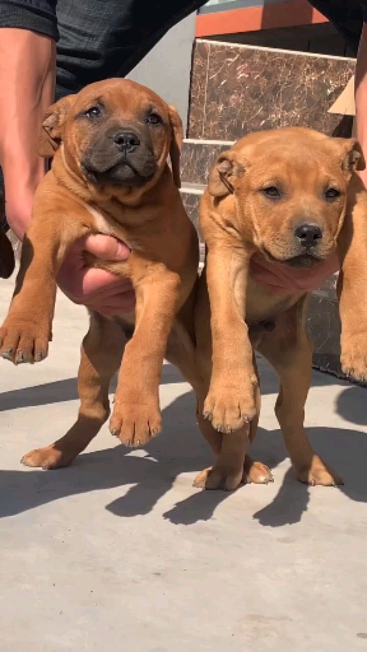 正宗鳄鱼血统的比特犬图片