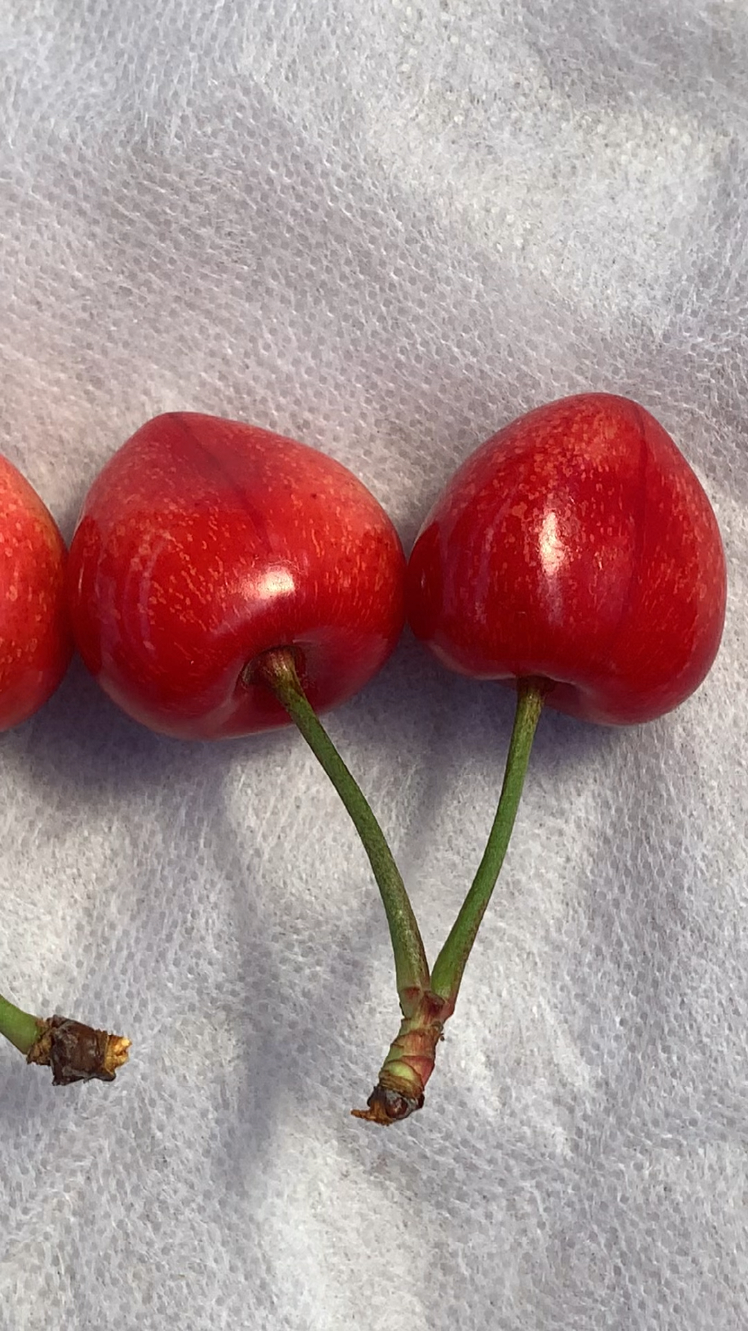 沙王大樱桃主栽品种之一适应南北方种植