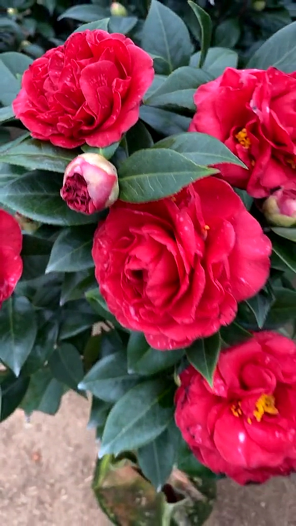 魔术城茶花开品鉴赏!