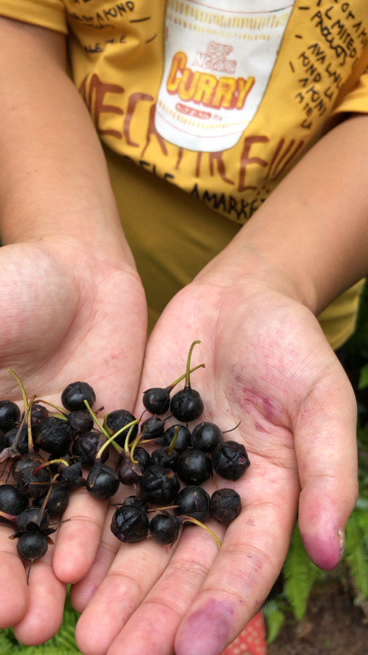 农村常见的野果子,小时候的美味零食