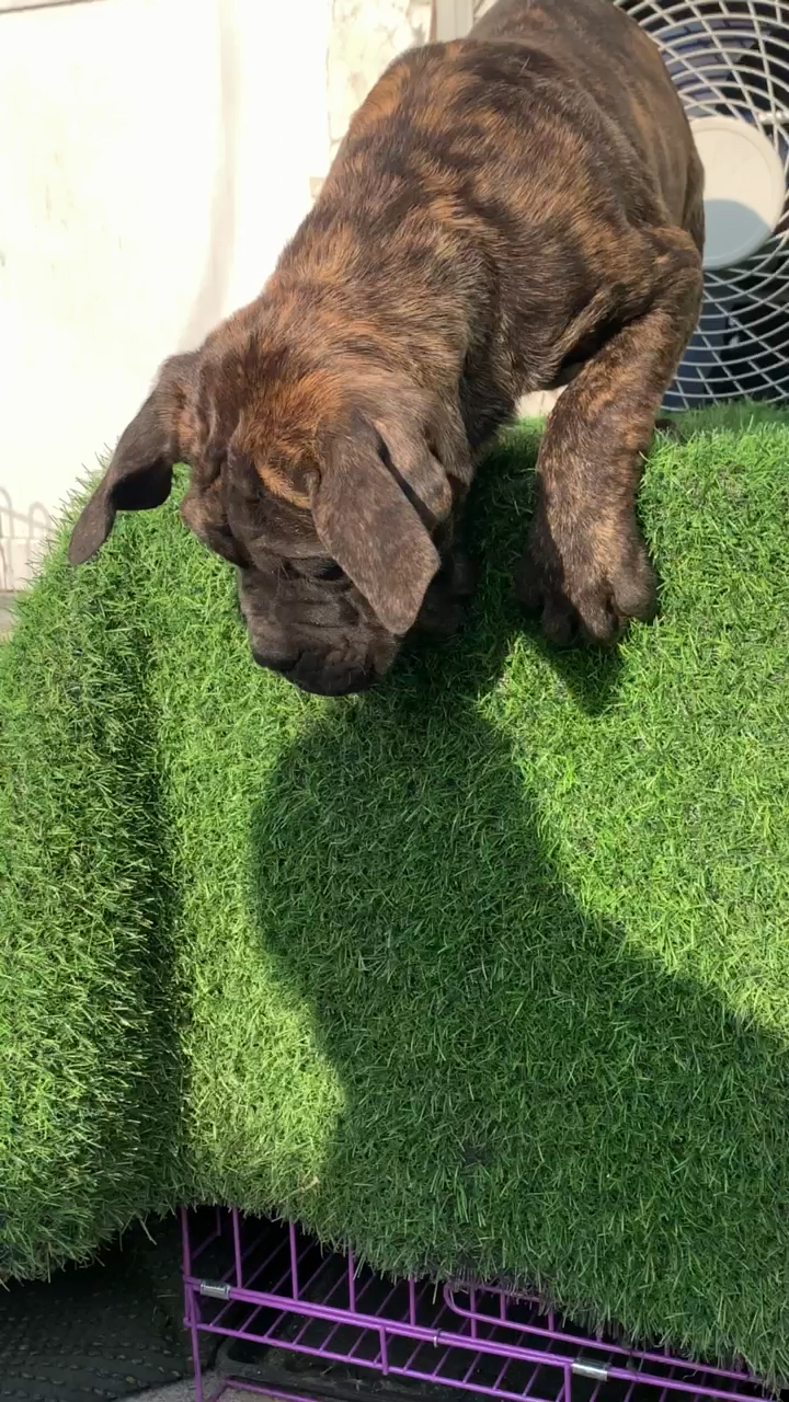 卡斯罗#黄色虎皮卡斯罗