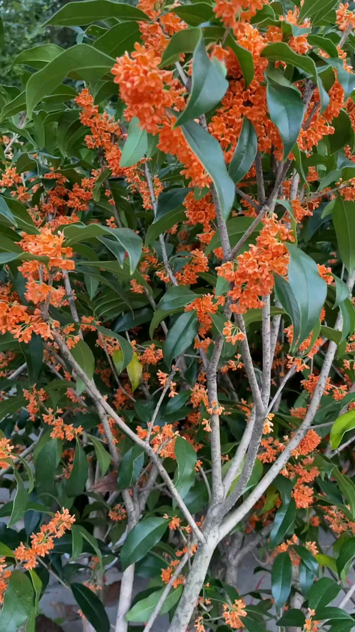 沉香花图片图片