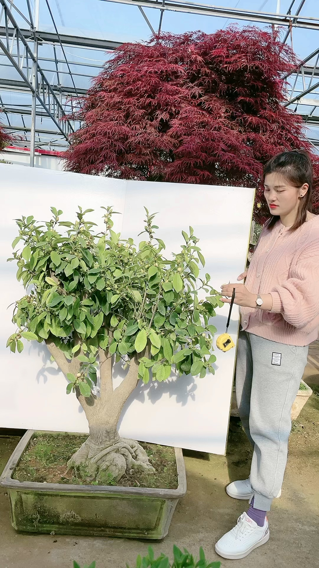 野生含笑老桩图片