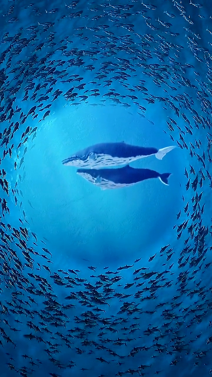 不一样的人生#美仑美奂的海底世界.