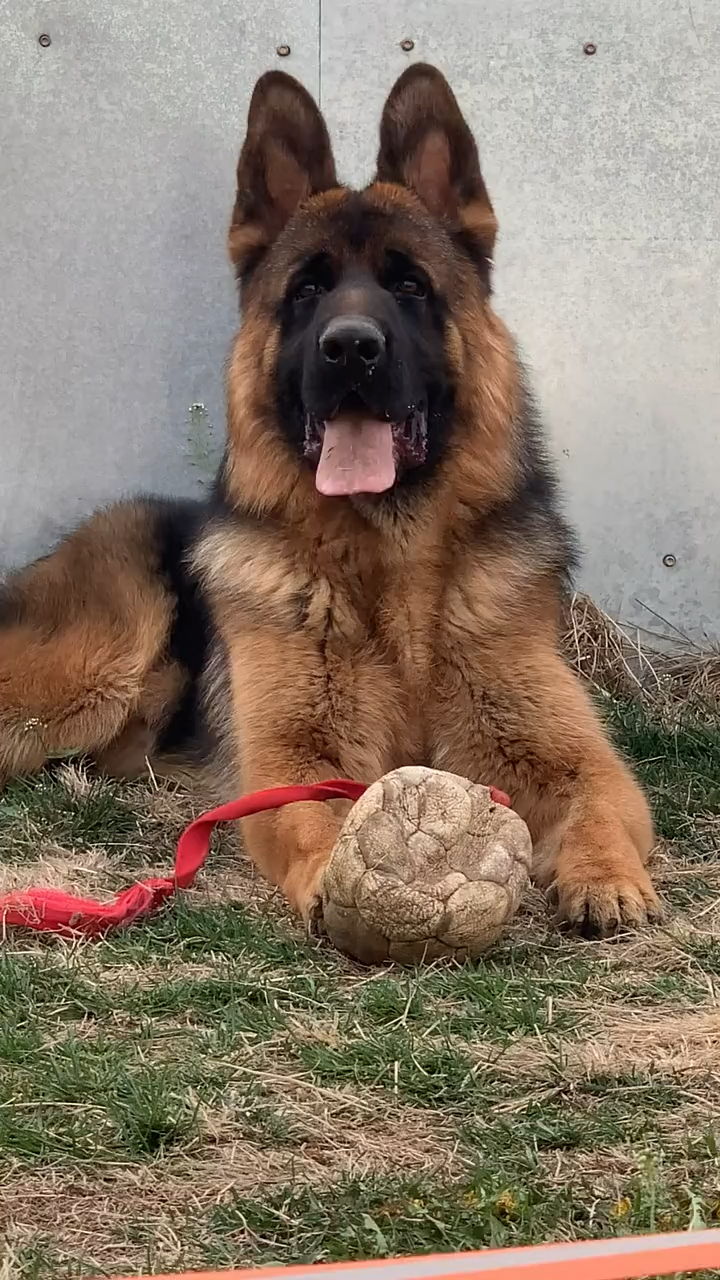 德国牧羊犬辛巴儿子辛冠