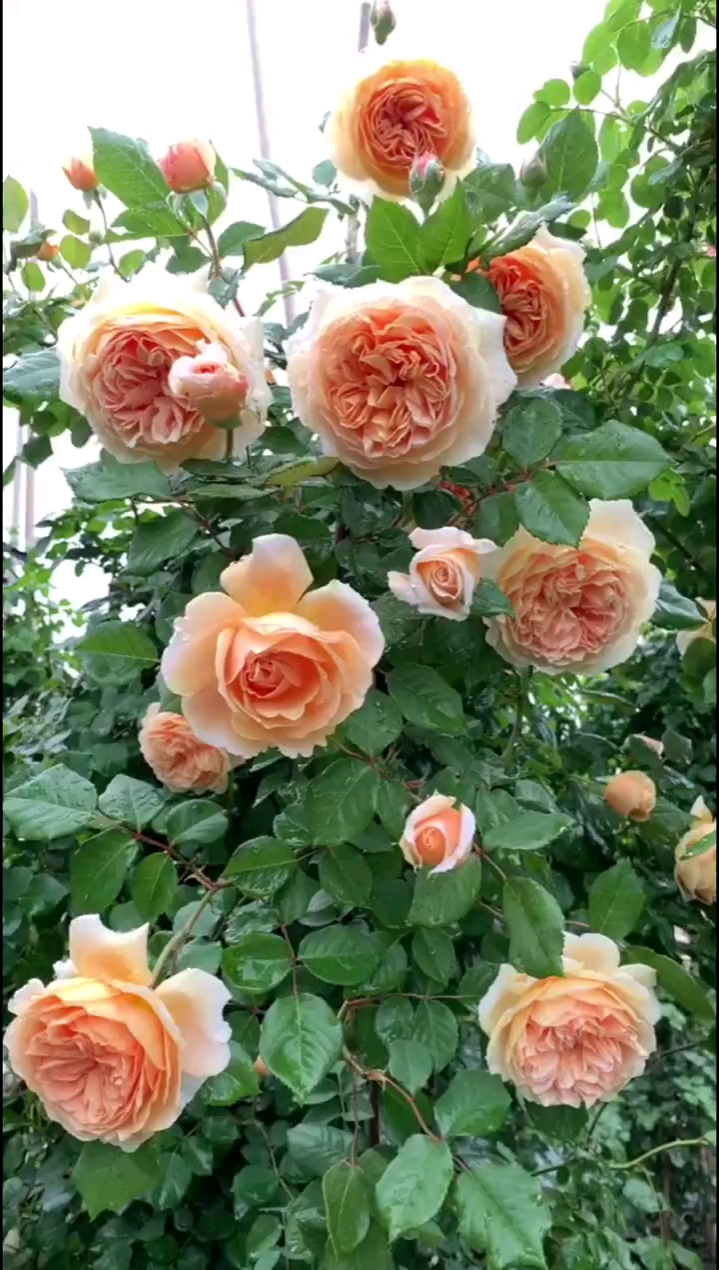 爬藤月季玛格丽特王妃大花浓香型多季节循环开花