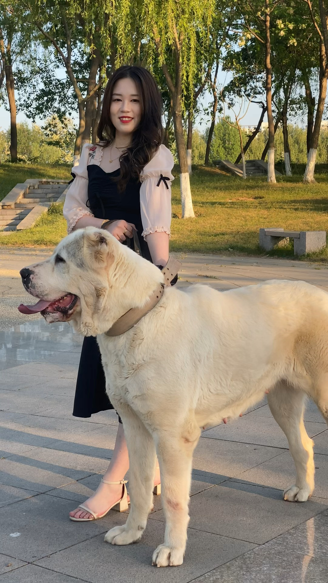 中亚牧羊犬#希望夏天的灿烂,会将平庸的日子填满!