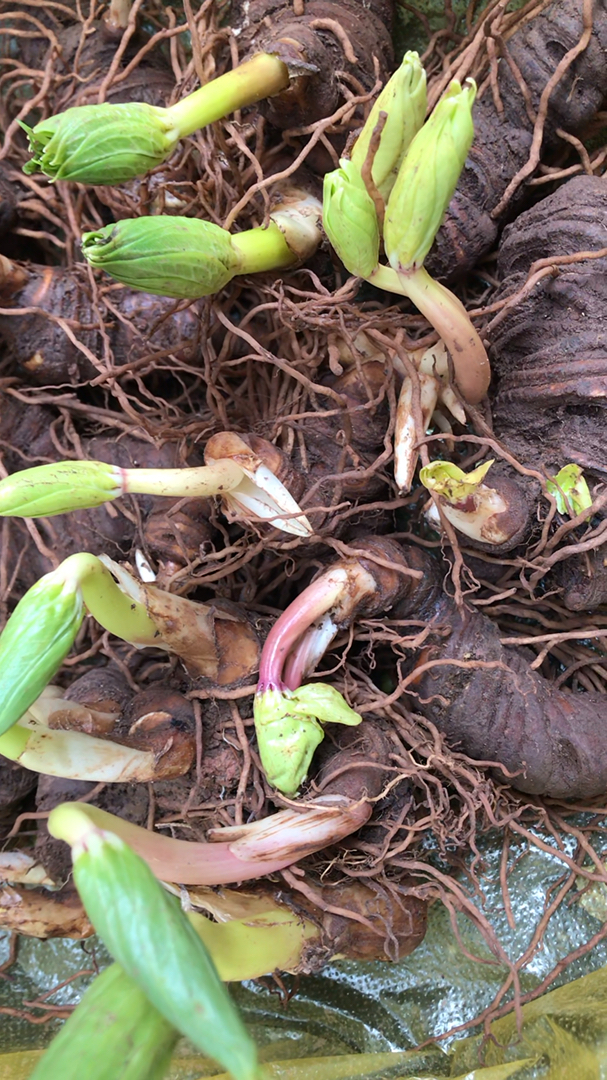 富源红杆粉质滇重楼