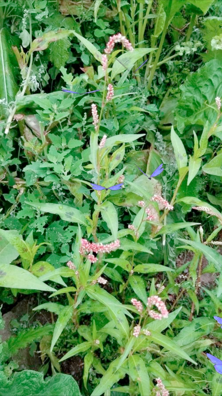 又认识一种植物名叫酸模